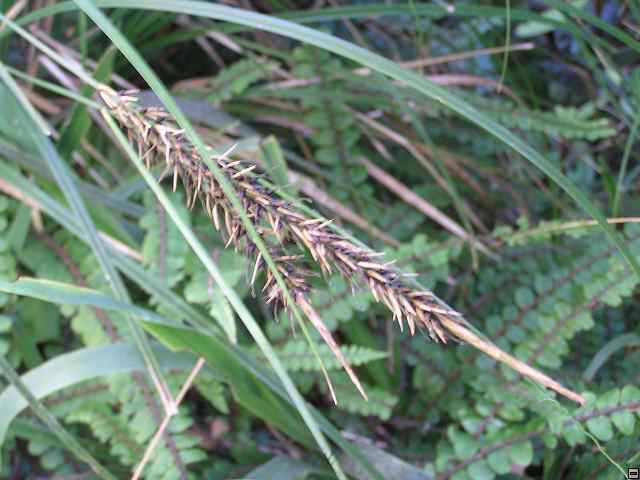 NZ leden-unor 2006 269.jpg